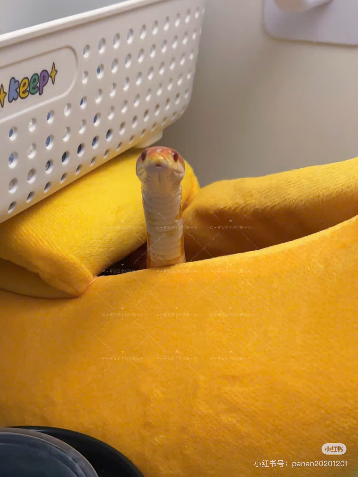 Cô Gái Loài Người Và Lời Từ Chối Tộc Rắn